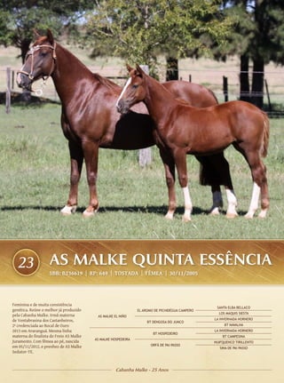 23                AS MALKE QUINTA ESSÊNCIA
                    SBB: B236619 | RP: 649 | TOSTADA | FÊMEA | 30/11/2005




Feminina e de muita consistência
                                                                                                 SANTA ELBA BELLACO
genética. Reúne o melhor já produzido                          EL AROMO DE PICHIDÉGUA CAMPERO
                                                                                                  LOS MAQUIS SIESTA
pela Cabanha Malke. Irmã materna          AS MALKE EL NIÑO
de Ventabrasina dos Castanheiros,                                                               LA INVERNADA HORNERO
                                                                    BT DENGOSA DO JUNCO
2ª credenciada ao Bocal de Ouro                                                                      BT NAVALHA
2013 em Araranguá. Mesma linha                                                                  LA INVERNADA HORNERO
                                                                       BT HOSPEDEIRO
materna do finalista do Freio AS Malke                                                              BT CAMPESINA
                                         AS MALKE HOSPEDEIRA
Juramento. Com fêmea ao pé, nascida                                                             HUIFQUENCO TIRILLENTO
em 05/11/2012, e prenhez de AS Malke                                  ORFÃ DE PAI PASSO
                                                                                                   SINA DE PAI PASSO
Sedutor-TE.



                                                    Cabanha Malke - 25 Anos
 