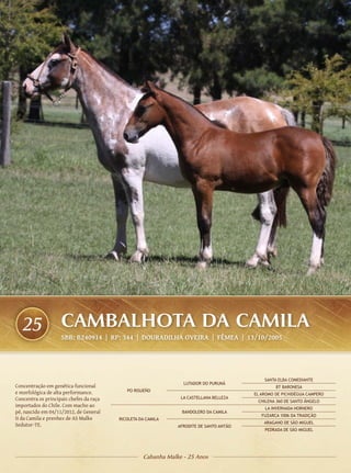 25                CAMBALHOTA DA CAMILA
                    SBB: B240914 | RP: 344 | DOURADILHA OVEIRA | FÊMEA | 13/10/2005




                                                                                             SANTA ELBA COMEDIANTE
                                                                 LUTADOR DO PURUNÃ
Concentração em genética funcional                                                                BT BARONESA
e morfológica de alta performance.          PO RISUEÑO
                                                                                         EL AROMO DE PICHIDÉGUA CAMPERO
Concentra os principais chefes da raça                          LA CASTELLANA BELLEZA
                                                                                          CHILENA 360 DE SANTO ÂNGELO
importados do Chile. Com macho ao
                                                                                             LA INVERNADA HORNERO
pé, nascido em 04/11/2012, de General                           BANDOLERO DA CAMILA
                                                                                            FUZARCA 1006 DA TRADIÇÃO
II da Camila e prenhez de AS Malke       RICOLETA DA CAMILA
                                                                                             ARAGANO DE SÃO MIGUEL
Sedutor-TE.                                                    AFRODITE DE SANTO ANTÃO
                                                                                             PEDRADA DE SÃO MIGUEL




                                                   Cabanha Malke - 25 Anos
 