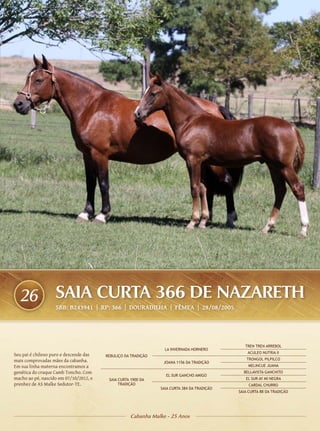 26               SAIA CURTA 366 DE NAZARETH
                   SBB: B243941 | RP: 366 | DOURADILHA | FÊMEA | 28/08/2005




                                                                                               TREN TREN ARREBOL
                                                                 LA INVERNADA HORNERO
                                                                                                ACULEO NUTRIA II
Seu pai é chileno puro e descende das   REBULIÇO DA TRADIÇÃO
mais comprovadas mães da cabanha.                                                               TRONGOL PILPILCO
                                                                JOANA 1156 DA TRADIÇÃO
Em sua linha materna encontramos a                                                              MELINCUE JUANA
genética do craque Camb Toncho. Com                                                           BELLAVISTA GANCHITO
                                                                 EL SUR GANCHO AMIGO
macho ao pé, nascido em 07/10/2012, e    SAIA CURTA 1900 DA                                    EL SUR AY MI NEGRA
prenhez de AS Malke Sedutor-TE.               TRADIÇÃO                                           CARDAL CHURRO
                                                               SAIA CURTA 384 DA TRADIÇÃO
                                                                                            SAIA CURTA 88 DA TRADIÇÃO




                                                   Cabanha Malke - 25 Anos
 