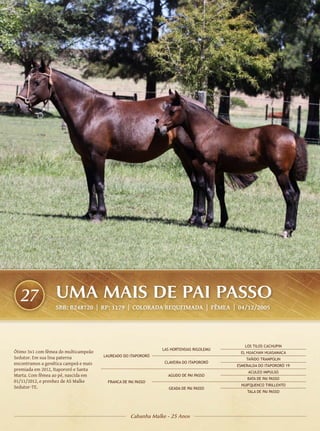 27              UMA MAIS DE PAI PASSO
                  SBB: B248720 | RP: 1179 | COLORADA REQUEIMADA | FÊMEA | 04/12/2005




                                                                                            LOS TILOS CACHUPIN
                                                               LAS HORTENSIAS RIGOLEMU
Ótimo 3x1 com fêmea do multicampeão                                                       EL HUACHAN HUASAMACA
Sedutor. Em sua lina paterna           LAUREADO DO ITAPORORÓ
                                                                                             TAÑIDO TRAMPOLIN
encontramos a genética campeã e mais                            CLAVEIRA DO ITAPORORÓ
                                                                                         ESMERALDA DO ITAPORORÓ 19
premiada em 2012, Itapororó e Santa
                                                                                              ACULEO IMPULSO
Marta. Com fêmea ao pé, nascida em                               AGUDO DE PAI PASSO
                                                                                             BATA DE PAI PASSO
01/11/2012, e prenhez de AS Malke       FRANCA DE PAI PASSO
                                                                                           HUIFQUENCO TIRILLENTO
Sedutor-TE.                                                       GEADA DE PAI PASSO
                                                                                             TALA DE PAI PASSO




                                                   Cabanha Malke - 25 Anos
 