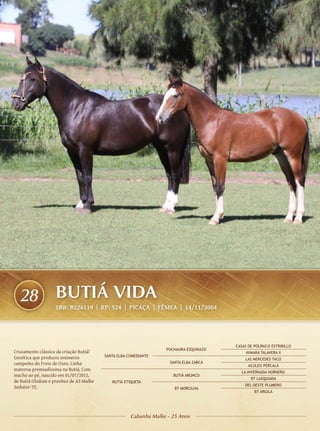 28               BUTIÁ VIDA
                   SBB: B226119 | RP: 524 | PICAÇA | FÊMEA | 14/11/2004




                                                                                      CASAS DE POLPAICO ESTRIBILLO
                                                                 PUCHAURA ESQUINAZO
Cruzamento clássico da criação Butiá!                                                      AYMARA TALAVERA II
Genética que produziu inúmeros          SANTA ELBA COMEDIANTE
                                                                                          LAS MERCEDES TACO
campeões do Freio de Ouro. Linha                                   SANTA ELBA ZARCA
                                                                                            ACULEO PERCALA
materna premiadíssima na Butiá. Com
                                                                                         LA INVERNADA HORNERO
macho ao pé, nascido em 01/07/2012,                                 BUTIÁ ARUNCO
                                                                                             BT LASQUIADA
de Butiá Olodum e prenhez de AS Malke      BUTIÁ ETIQUETA
                                                                                          DEL OESTE PLUMERO
Sedutor-TE.                                                          BT MORCILHA
                                                                                               BT ARGILA




                                                    Cabanha Malke - 25 Anos
 