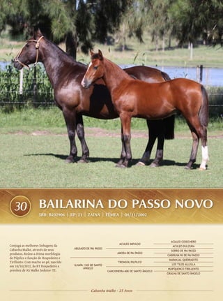 30                BAILARINA DO PASSO NOVO
                    SBB: B202906 | RP: 21 | ZAINA | FÊMEA | 04/11/2002




                                                                                                  ACULEO COSECHERO
                                                                      ACULEO IMPULSO
Conjuga as melhores linhagens da                                                                   ACULEO DULZURA
Cabanha Malke, através de seus         ABUSADO DE PAI PASSO
                                                                                                  SORRO DE PAI PASSO
produtos. Reúne a ótima morfologia                                  AMORA DE PAI PASSO
                                                                                                CABRIUVA 90 DE PAI PASSO
de Pilpilco e função de Hospedeiro e
                                                                                                 NARANJAL QUEBRADITO
Tirillento. Com macho ao pé, nascido                                 TRONGOL PILPILCO
                                       ILHAPA 1165 DE SANTO                                        LOS TILOS ALLULLA
em 18/10/2012, de BT Hospedeiro e
                                              ÂNGELO                                            HUIFQUENCO TIRILLENTO
prenhez de AS Malke Sedutor-TE.                               CANCIONEIRA 606 DE SANTO ÂNGELO
                                                                                                GRALHA DE SANTO ÂNGELO




                                                  Cabanha Malke - 25 Anos
 