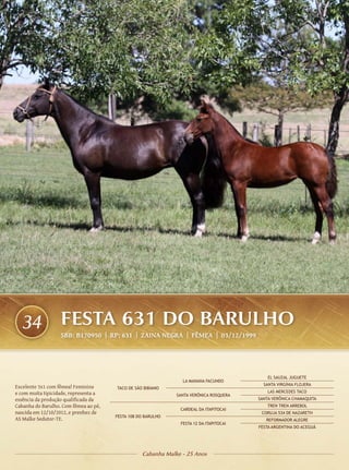 34               FESTA 631 DO BARULHO
                   SBB: B170950 | RP: 631 | ZAINA NEGRA | FÊMEA | 03/12/1999




                                                                                            EL SAUZAL JUGUETE
                                                                LA MANANA FACUNDO
                                                                                          SANTA VIRGÍNIA FLOJERA
Excelente 3x1 com fêmea! Feminina      TACO DE SÃO BIBIANO
e com muita tipicidade, representa a                                                        LAS MERCEDES TACO
                                                              SANTA VERÔNICA ROSQUERA
essência da produção qualificada da                                                     SANTA VERÔNICA CHAMAQUITA
Cabanha do Barulho. Com fêmea ao pé,                                                       TREN TREN ARREBOL
                                                               CARDEAL DA ITAPITOCAI
nascida em 12/10/2012, e prenhez de                                                      CORUJA 534 DE NAZARETH
                                       FESTA 108 DO BARULHO
AS Malke Sedutor-TE.                                                                       REFORMADOR ALEGRE
                                                               FESTA 12 DA ITAPITOCAI
                                                                                        FESTA ARGENTINA DO ACEGUÁ




                                                  Cabanha Malke - 25 Anos
 