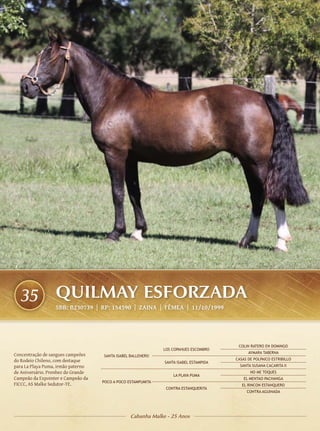 35              QUILMAY ESFORZADA
                  SBB: B230739 | RP: 154590 | ZAINA | FÊMEA | 11/10/1999




                                                                                        COLIN RATERO EN DOMINGO
                                                              LOS COPAHUES ESCOMBRO
                                                                                             AYMARA TABERNA
Concentração de sangues campeões    SANTA ISABEL BALLENERO
do Rodeio Chileno, com destaque                                                        CASAS DE POLPAICO ESTRIBILLO
                                                              SANTA ISABEL ESTAMPIDA
para La Playa Puma, irmão paterno                                                        SANTA SUSANA CACARITA II
de Aniversário. Prenhez do Grande                                                             NO ME TOQUES
                                                                  LA PLAYA PUMA
Campeão da Expointer e Campeão da                                                          EL MENTAO PACHANGA
                                    POCO A POCO ESTAMPUMITA
FICCC, AS Malke Sedutor-TE.                                                               EL RINCON ESTANQUERO
                                                               CONTRA ESTANQUERITA
                                                                                            CONTRA AGUINADA




                                                 Cabanha Malke - 25 Anos
 