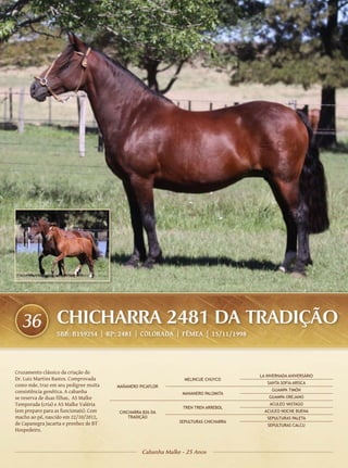 36 CHICHARRA 2481 DA TRADIÇÃO
                 SBB: B159254 | RP: 2481 | COLORADA | FÊMEA | 15/11/1998




Cruzamento clássico da criação do
                                                                                     LA INVERNADA ANIVERSÁRIO
Dr. Luiz Martins Bastos. Comprovada                             MELINCUE CHUYCO
                                                                                        SANTA SOFIA ARISCA
como mãe, traz em seu pedigree muita   MAÑANERO PICAFLOR
consistência genética. A cabanha                                                          GUAMPA TIMÓN
                                                               MANANERO PALOMITA
se reserva de duas filhas, AS Malke                                                      GUAMPA OREJANO
Temporada (cria) e AS Malke Valéria                                                      ACULEO VASTAGO
                                                               TREN TREN ARREBOL
(em preparo para as funcionais). Com    CHICHARRA 826 DA                               ACULEO NOCHE BUENA
macho ao pé, nascido em 22/10/2012,         TRADIÇÃO                                    SEPULTURAS PALETA
de Capanegra Jacarta e prenhez de BT                          SEPULTURAS CHICHARRA
                                                                                        SEPULTURAS CALCU
Hospedeiro.



                                                 Cabanha Malke - 25 Anos
 