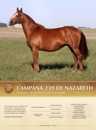 37               CAMPANA 239 DE NAZARETH
                   SBB: B161106 | RP: 239 | ALAZÃ | FÊMEA | 30/10/1998




                                                                                          CASAS DE POLPAICO ESTRIBILLO
                                                                 PUCHAURA ESQUINAZO
Um cruzamento que é o sonho de todo                                                            AYMARA TALAVERA II
criador! Reúne o melhor da função       SANTA ELBA COMEDIANTE
                                                                                              LAS MERCEDES TACO
com o melhor da morfologia. Muita                                  SANTA ELBA ZARCA
                                                                                                ACULEO PERCALA
consistência genética neste pedigree.
                                                                                             NARANJAL QUEBRADITO
Prenhez de Maneador da Tradição.                                   TRONGOL PILPILCO
                                           CAMPANA 1366 DA                                     LOS TILOS ALLULLA
                                              TRADIÇÃO                                     LA INVERNADA ANIVERSÁRIO
Vendedor: Estância Parayso.                                     CAMPANA 428 DA TRADIÇÃO
                                                                                            CAMPANA 78 DA TRADIÇÃO




                                                    Cabanha Malke - 25 Anos
 