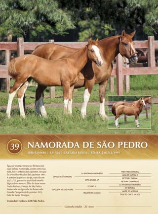 39                NAMORADA DE SÃO PEDRO
                    SBB: B150646 | RP: 526 | GATEADA RUIVA | FÊMEA | 03/12/1997



Égua de muita estrutura e firmeza em
suas linhas. Namorada, assim como sua
mãe, foi 1º prêmio da Expointer. Seu pai                                                    TREN TREN ARREBOL
                                                                    LA INVERNADA HORNERO
foi 3º Melhor Macho da Expointer 1997.                                                       ACULEO NUTRIA II
A potranca que traz ao pé, nascida em       JANGO DE SÃO PEDRO
                                                                                             PETERIBY CARDAL
13/11/12, garante a qualidade morfo-                                   CPO ÂNGELA 27
                                                                                            HETAIRA CHIMARRÃO
lógica deste ventre, filha do duas vezes
                                                                                           LA INVERNADA HORNERO
Freio de Ouro, Pampa de São Pedro.                                       BT OBELIX
                                                                                                BT ESPORA
Namorada está prenhe do Reservado          ESPOLETA DE SÃO PEDRO
                                                                                             NAIPE DO ACEGUÁ
Grande Campeão da Expointer 2011,                                     ROLETA DO ACEGUÁ
Galo de Santa Edwiges.                                                                     TALA DO CINCO SALSOS


Vendedor: Estância GAP/São Pedro.

                                                       Cabanha Malke - 25 Anos
 