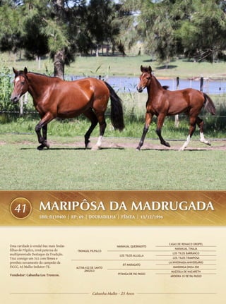 41               MARIPÔSA DA MADRUGADA
                   SBB: B139400 | RP: 69 | DOURADILHA | FÊMEA | 15/12/1996




                                                                                        CASAS DE RENAICO OROPEL
Uma raridade à venda! Das mais lindas                           NARANJAL QUEBRADITO
                                                                                            NARANJAL TINAJA
filhas de Pilpilco, irmã paterna do     TRONGOL PILPILCO
multipremiado Destaque da Tradição.                                                       LOS TILOS BARRANCO
                                                                  LOS TILOS ALLULLA
Traz consigo um 3x1 com fêmea e                                                           LOS TILOS TRAMPOSA
prenhez novamente do campeão da                                                         LA INVERNADA ANIVERSÁRIO
                                                                    BT MARAGATO
FICCC, AS Malke Sedutor-TE.             ALTIVA 432 DE SANTO                                MANDINGA ONZA 358
                                              ÂNGELO                                     MAZZOLA DE NAZARETH
Vendedor: Cabanha Los Troncos.                                   PITANGA DE PAI PASSO
                                                                                         AROEIRA 10 DE PAI PASSO




                                                   Cabanha Malke - 25 Anos
 