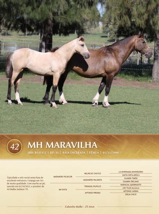 42                MH MARAVILHA
                    SBB: B141372 | RP: 31 | BAIA ENCERADA | FÊMEA | 01/11/1996




                                                                                     LA INVERNADA ANIVERSÁRIO
                                                                  MELINCUE CHUYCO
                                                                                        SANTA SOFIA ARISCA
Tipicidade e selo racial nesta baia de   MAÑANERO PICAFLOR
                                                                                          GUAMPA TIMÓN
excelente estrutura. Conjuga um 3x1                              MANANERO PALOMITA
                                                                                         GUAMPA OREJANO
de muita qualidade. Com macho ao pé,
                                                                                      NARANJAL QUEBRADITO
nascido em 01/10/2012, e prenhez de                               TRONGOL PILPILCO
                                                                                        LOS TILOS ALLULLA
AS Malke Sedutor-TE.                         MH EVITA
                                                                                         AFFONSO JUNDIÁ
                                                                  AFFONSO PRENDA
                                                                                           DÁLIA CHICO




                                                   Cabanha Malke - 25 Anos
 