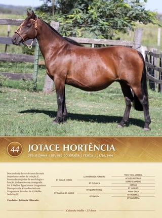 44               JOTACE HORTÊNCIA
                   SBB: B139849 | RP: 68 | COLORADA | FÊMEA | 11/10/1996




Descendente direto de uma das mais
                                                                                    TREN TREN ARREBOL
importantes mães da criação JC.                              LA INVERNADA HORNERO
                                                                                     ACULEO NUTRIA II
Premiada nas pistas de morfologia e    BT CARA E CORÔA
função. Linha materna consagrada.                                                    SORRO CAMPEIRO
                                                                  BT FUZARCA
Foi 3ª Melhor Égua Menor Uruguaiana                                                      CORUJA
(Passaporte) e 4ª credenciada em                                                       BT JUQUIRY
                                                               BT QUERO ÍNVIDO
Uruguaiana. Prenhez de AS Malke                                                        ANAHI ONZA
                                      BT CAROLA DO JUNCO
Sedutor-TE.                                                                            BT MEXERICO
                                                                  BT RAPOSA
                                                                                      BT NAZARENA
Vendedor: Estância Eldorado.



                                                Cabanha Malke - 25 Anos
 