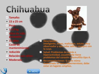 Descripción:
inteligente, tenaz, malicioso, astuto, muy
observador y que sabe salirse siempre con
la suya.
Salud: Problemas de estrés e
hiperactividad, usualmente tiene
problemas del corazón y hemofilia tipo A.
Recomendaciones: Si se le mima
demasiado se torna hipernervioso, debe
estar en lugares amplios.
Tamaño:
15 a 25 cm
Peso:
1 a 3 kg
Años de vida
promedio:
15 años
Coste de
mantenimiento:
reducido
Relación con niños:
Moderada
 