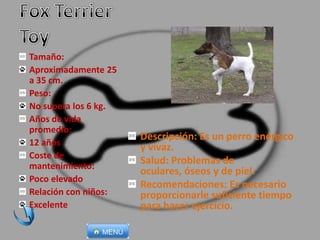Descripción: Es un perro enérgico
y vivaz.
Salud: Problemas de
oculares, óseos y de piel.
Recomendaciones: Es necesario
proporcionarle suficiente tiempo
para hacer ejercicio.
Tamaño:
Aproximadamente 25
a 35 cm.
Peso:
No supera los 6 kg.
Años de vida
promedio:
12 años
Coste de
mantenimiento:
Poco elevado
Relación con niños:
Excelente
 
