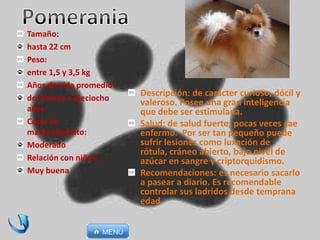 Descripción: de carácter curioso, dócil y
valeroso. Posee una gran inteligencia
que debe ser estimulada.
Salud: de salud fuerte; pocas veces cae
enfermo. Por ser tan pequeño puede
sufrir lesiones como luxación de
rótula, cráneo abierto, bajo nivel de
azúcar en sangre y criptorquidismo.
Recomendaciones: es necesario sacarlo
a pasear a diario. Es recomendable
controlar sus ladridos desde temprana
edad.
Tamaño:
hasta 22 cm
Peso:
entre 1,5 y 3,5 kg
Años de vida promedio:
de catorce a dieciocho
años
Coste de
mantenimiento:
Moderado
Relación con niños:
Muy buena
 