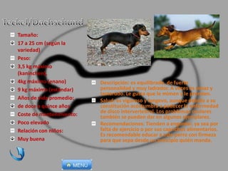 Descripción: es equilibrado, de fuerte
personalidad y muy ladrador. A veces es tenaz y
testarudo. Le gusta que le mimen y le premien.
Salud: es vigoroso y longevo, aunque debido a su
constitución acostumbra a padecer la enfermedad
de disco intervertebral. Los problemas oculares
también se pueden dar en algunos ejemplares.
Recomendaciones: Tienden a engordar, ya sea por
falta de ejercicio o por sus caprichos alimentarios.
Es recomendable educar a este perro con firmeza
para que sepa desde un principio quién manda.
Tamaño:
17 a 25 cm (según la
variedad)
Peso:
3,5 kg máximo
(kaninchen),
4kg máximo (enano)
9 kg máximo (estándar)
Años de vida promedio:
de doce a quince años
Coste de mantenimiento:
Poco elevado
Relación con niños:
Muy buena
 