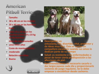 Descripción: es
entusiasta, fiel, divertido, vital, protector y
de ideas muy fijas. Éste se vuelve un
compañero excelente cuando sus amos le
dedican parte de su tiempo
Salud: es resistente a las enfermedades a
pesar de tener cierta predisposición a las
afecciones de piel.
Recomendaciones: es necesario sacarlo a
dar largos paseos cada día y proporcionarle
sesiones de juego regulares. Se lo debe
empezar a sociabilizar desde cachorro.
Tamaño:
38 a 48 cm en los machos
35 a 45 cm en las hembras
Peso:
entre 15 y 28 kg en los
machos y entre 14 y 23 kg
en las hembras
Años de vida promedio:
unos trece años
Coste de mantenimiento:
moderado
Relación con niños:
Buena
 