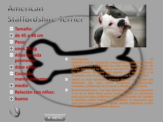 Descripción: es
valiente, fuerte, resistente, musculoso, testarudo y tenaz.
Debido a estas cualidades ha sido usado como perro de
pelea, pero si no se le educa con ese fin, es amigable con
los humanos. Siempre está atento a lo que pasa a su
alrededor y es un perro protector con su familia y casa.
Salud: es muy saludable, aunque algunos se pueden ver
afectados por una cierta tendencia a desarrollar
cataratas, problemas de corazón y displasia de cadera.
Recomendaciones: hay que domarlo desde muy pequeño
y no se le debe dejar pasar nada durante su educación
para que no haya problemas futuros. Aprende con rapidez
y adquiere malos hábitos con facilidad. Es necesario que
este perro haga ejercicio regular, puede adaptarse a vivir
en un piso si recibe paseos diarios.
Tamaño:
de 45 a 48 cm
Peso:
unos 20 kg
Años de vida
promedio:
doce años
Coste de
mantenimiento:
medio
Relación con niños:
buena
 