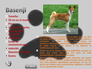 Descripción: es muy parecido a un gato, pues no sólo
no ladra sino que también se lame como un felino y
mantiene su pelo limpio. Este perro es
travieso, intranquilo, testarudo y muy independiente.
Se pega mucho a su dueño y no soporta la
indiferencia de éste.
Salud: no se le conoce ninguna debilidad, aunque se
tiene que evitar que coja frío pues no está
acostumbrado a temperaturas bajas.
Recomendaciones: es necesario educarlo con mano
firme, ya que a veces se puede mostrar duro y arisco
con unos dueños demasiado permisivos. Al ser un
perro tan limpio sería conveniente cepillarlo a diario
con un guante de cerdas.
Tamaño:
43 cm en el macho
Peso:
11 kg en el macho.
Años de vida
promedio:
diez años
Coste de
mantenimiento:
reducido
Relación con niños:
buena
 