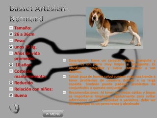 Tamaño:
26 a 36cm
Peso:
unos 15 kg.
Años de vida
promedio:
10 años
Coste de
mantenimiento:
Reducido
Relación con niños:
Buena
Descripción: tiene un carácter alegre, tranquilo y
vivaz. Es un perro muy limpio e inteligente. Es
obediente, amigable y busca complacer a sus
dueños.
Salud: goza de buena salud aunque esta raza tiende a
tener problemas de columna debido a su larga
espalda. También puede padecer problemas de
conjuntivitis o querate-conjuntivitis.
Recomendaciones: Al tener las orejas caídas y largas
es importante limpiarlas regularmente para evitar
infecciones de oído, suciedad o parásitos. debe ser
firme porque es un perro tenaz y obstinado
 