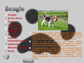 Tamaño:
de 33 a 40 cm
Peso:
unos 15 kg
Años de vida
promedio:
doce años
Coste de
mantenimiento:
moderado
Relación con niños:
buena
Descripción: es valiente, jovial, afectuoso e inteligente.
Es un perro de caza criado para perseguir presas en el
campo y acostumbrado a vivir en jaurías. Es un perro
vital y de cachorro acostumbra a ser muy travieso
Salud: si no se controlan sus dietas podría
padecer problemas de peso. A pesar de ello, es un perro
muy sano y rara vez hay que llevarlo al veterinario.
Recomendaciones: se debe de asear poniendo especial
hincapié en las orejas. Necesita hacer ejercicio diario.
Posee un gran sentido del olfato y una vez suelto y sin
correa, puede desaparecer siguiendo algún
rastro, ignorando completamente las llamadas de su
dueño.
 