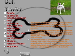 Tamaño:
sin límite de
tamaño, unos 56 cm
Peso:
sin límite de
peso, unos 28 kg
Años de vida
promedio:
de diez a doce años
Coste de
mantenimiento:
Mediano
Relación con niños:
Muy buena
Descripción: es disciplinado aunque a veces puede ser
testarudo y desobediente. Es silencioso; tiene un
fuerte instinto territorial y hace bien el papel de perro
guardián.
Salud: goza de buena salud, la sordera es el problema
que más afecta a la raza, sobre todo en los ejemplares
blancos. Este perro también se puede ver afectado por
hernias, una anomalía en la cola, acné o
acrodermatitis.
Recomendaciones: Es conveniente educarlo desde
cachorro y ser firme ante cualquier muestra de
agresividad para conseguir un buen comportamiento
futuro. No demanda un ejercicio excesivo pero sacarlo
a caminar a diario ayuda a mantenerlo contento.
 