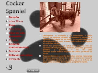 Tamaño:
unos 38 cm
Peso:
10 a 12 kg
Años de vida
promedio:
12 años
Coste de
mantenimiento:
Mediano
Relación con niños:
Excelente
Descripción: Es tranquilo y no acostumbra a ladrar
mucho. Se muestra sociable, extrovertido y dispuesto a
aguantar los juegos de los niños. Es un poco testarudo.
Para salirse con la suya, a veces podrá utilizar su lánguida
e irresistible mirada.
Salud: los problemas de salud más comunes son los
oculares (atrofia progresiva de retina, cataratas, glaucoma
primaria y queratitis) y los de piel.
También puede padecer displasia de cadera y luxación de
rótula.
Recomendaciones: necesita derrochar energía y demanda
dar largos paseos diarios. Es un perro casero que necesita
las atenciones diarias de su dueño, ya sea a la hora de
jugar como a la hora de arreglarle y cepillarle el pelo.
 