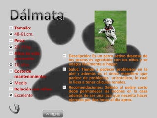 Descripción: Es un perro activo deseoso de
los paseos es agradable con los niños y se
adapta fácilmente al hogar.
Salud: Tiende a padecer problemas en la
piel y además es el único mamífero que
padece de problemas uricotelicos, lo cual
lo lleva a tener cálculos renales.
Recomendaciones: Debido al pelaje corto
debe permanecer las noches en la casa
además de ser una raza que necesita hacer
ejercicio por dos horas al día aprox.
Tamaño:
48-61 cm.
Peso:
23-35 kg.
Años de vida
promedio:
10 años
Coste de
mantenimiento:
Medio
Relación con niños:
Excelente
 