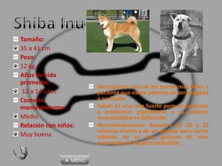 Tamaño:
35 a 41 cm
Peso:
12 kg
Años de vida
promedio:
12 a 14 años
Coste de
mantenimiento:
Medio
Relación con niños:
Muy buena
Descripción: Uno de los perros mas fieles y
paciente que existe además de ser apegado
a su dueño.
Salud: Es una raza fuerte pero es propensa
a problemas glandulares y su sistema
inmunológico es deficiente.
Recomendaciones: Requiere de 10 a 20
minutos diarios y de un espacio para correr
además no es muy gustoso de vivir
encerrado en hogares pequeños.
 