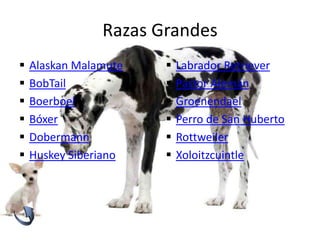 Razas Grandes
 Alaskan Malamute
 BobTail
 Boerboel
 Bóxer
 Dobermann
 Huskey Siberiano
 Labrador Retriever
 Pastor Alemán
 Groenendael
 Perro de San Huberto
 Rottweiler
 Xoloitzcuintle
 