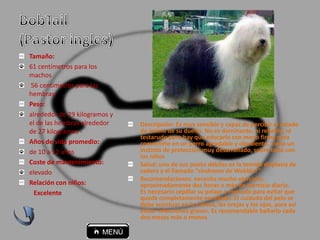 Tamaño:
61 centímetros para los
machos
56 centímetros para las
hembras.
Peso:
alrededor de 29 kilogramos y
el de las hembras alrededor
de 27 kilogramos -
Años de vida promedio:
de 10 a 12 años
Coste de mantenimiento:
elevado
Relación con niños:
Excelente
Descripción: Es muy sensible y capaz de percibir el estado
de ánimo de su dueño. No es dominante, ni rebelde, ni
testarudo pero hay que educarlo con mano firme para
convertirlo en un perro agradable y obediente. Tiene un
instinto de protección muy desarrollado, sobre todo con
los niños
Salud: uno de sus punto débiles es la temida displasia de
cadera y el llamado “síndrome de Wobbler”.
Recomendaciones: necesita mucho ejercicio;
aproximadamente dos horas o más de ejercicio diario.
Es necesario cepillar su pelaje a menudo para evitar que
quede completamente enredado. El cuidado del pelo se
debe acentuar en la cabeza, las orejas y los ojos, para así
evitar infecciones graves. Es recomendable bañarlo cada
dos meses más o menos.
 