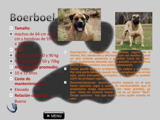 Descripción: es inteligente, equilibrado, seguro de sí
mismo, fiel, obediente y afectuoso con sus dueños. posee
un alto instinto protector y guardián hacia los suyos.
Suele mantenerse distante con los extraño y con los otros
perros puede mostrar una actitud dominante.
Salud: puede padecer problemas de cadera y de codos.
Por otra parte también puede tener complicaciones en los
ojos, como entropión y ectropión, y las hembras pueden
sufrir de prolapso vaginal.
Recomendaciones: necesita mucho espacio en el que
hacer ejercicio, jugar y correr. Es recomendable que el
propietario tenga experiencia con razas grandes, ya
que tiene un carácter fuerte y no es un perro “fácil”.
Desde cachorro hay que dejarle claro quién manda en
casa.
Tamaño:
machos de 64 cm a 70
cm y hembras de 59 cm
a 70 cm
Peso:
machos entre 60 y 90 kg
hembras entre 50 y 70kg
Años de vida promedio:
10 a 12 años
Coste de
mantenimiento:
Elevado
Relación con niños:
Buena
 