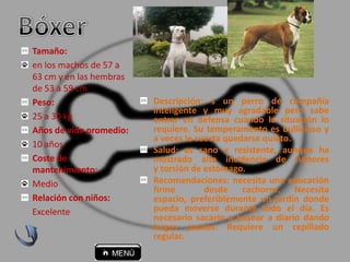 Descripción: s un perro de compañía
inteligente y muy agradable pero sabe
entrar en defensa cuando la situación lo
requiere. Su temperamento es bullicioso y
a veces le cuesta quedarse quieto.
Salud: es sano y resistente, aunque ha
mostrado alta incidencia de tumores
y torsión de estómago.
Recomendaciones: necesita una educación
firme desde cachorro. Necesita
espacio, preferiblemente un jardín donde
pueda moverse durante todo el día. Es
necesario sacarlo a pasear a diario dando
largos paseos. Requiere un cepillado
regular.
Tamaño:
en los machos de 57 a
63 cm y en las hembras
de 53 a 59 cm
Peso:
25 a 30 kg
Años de vida promedio:
10 años
Coste de
mantenimiento:
Medio
Relación con niños:
Excelente
 