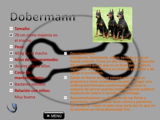 Descripción: es
inteligente, dominante, altivo, sensato y con un
fuerte carácter. Tiene un alto instinto de protección
del territorio por lo que es un buen perro para la
vigilancia. También tiene un instinto protector y de
apego a sus dueños.
Salud: es fuerte pero se conoce que la raza es
propensa a tener problemas de piel y a coger una
enfermedad llamada cardiomiopatía. Como la
mayoría de perros grandes también puede padecer
displasia de cadera o torsión de estómago.
Recomendaciones: su dueño ha de ser firme y
autoritario, y ha de saber tener calma y paciencia
con el perro. Tiene un pelo muy corto por lo que no
le conviene un clima demasiado frío.
Tamaño:
70 cm como máximo en
el macho
Peso:
40 kg en el macho
Años de vida promedio:
de diez a doce años
Coste de
mantenimiento:
Bastante elevado
Relación con niños:
Muy buena
 