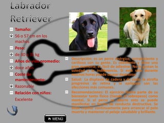 Descripción: es un perro enérgico, complaciente y
cariñoso con su gente. Es obediente y tiene una
gran memoria; es fácil de adiestrar. No le gustan la
soledad y la indiferencia. Si está sólo durante
muchas horas puede causar destrozos.
Salud: La displasia de cadera y de codo, la atrofia
progresiva de retina y la epilepsia son las
afecciones más comunes.
Recomendaciones: El ejercicio forma parte de su
bienestar tanto físico (tiende al sobrepeso) como
mental. Si el perro se aburre esto se puede
manifestar en forma de conducta destructiva. Se
debe cepillar continuamente para arrancar el pelo
muerto y mantener el pelaje saludable y brillante.
Tamaño:
56 o 57 cm en los
machos
Peso:
de 30 a 35 kg
Años de vida promedio:
doce años
Coste de
mantenimiento:
Razonable
Relación con niños:
Excelente
 