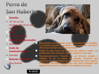 Descripción: es tranquilo, tenaz, perseverante y decidido.
Le encanta la gente, es amable y muy paciente. será fiel y
afectuoso siempre que lo traten bien.
Salud: Se dan casos de displasia de cadera y codo. Los
problemas más comunes son los relativos a los ojos
Recomendaciones: Tenerlo en un terreno amplio y
vallado. Al ser un perro tan grande. Tenemos que
procurar que haga ejercicio con moderación pero regular.
Para evitar posibles irritaciones, este perro requiere que
regularmente se le controlen los pliegues de la piel.
Tamaño:
67 cm en los
machos, 60 cm en las
hembras
Peso:
entre 40 y 48 kg
Años de vida promedio:
doce años
Coste de
mantenimiento:
Elevado
Relación con niños:
Muy buena
 