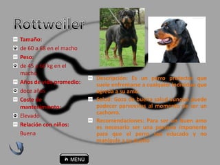 Descripción: Es un perro protector que
suele enfrentarse a cualquier individuo que
agreda a su amo.
Salud: Goza de buena salud aunque puede
padecer parvovirus al momento de ser un
cachorro.
Recomendaciones: Para ser un buen amo
es necesario ser una persona imponente
para que el perro sea educado y no
manipule a su dueño
Tamaño:
de 60 a 68 en el macho
Peso:
de 45 a 60 kg en el
macho
Años de vida promedio:
doce años
Coste de
mantenimiento:
Elevado
Relación con niños:
Buena
 
