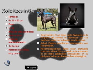 Descripción: El no tener pelo favorece en la
limpieza del animal, es afectuoso con sus
dueños y suele ser educado con los niños.
Salud: Padece problemas relacionados con
la dentición.
Recomendaciones: Debe estar protegido
contra el clima frío y cuando este expuesto
al sol debe aplicársele bloqueador en su
piel para evitar problemas dermatológicos.
Tamaño:
de 46 a 60 cm
Peso:
10 kg.
Años de vida promedio:
catorce años
Coste de
mantenimiento:
Reducido
Relación con niños:
Muy buena
 