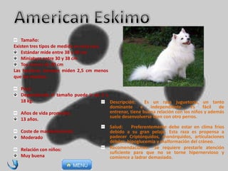 Descripción: Es un raza juguetona, un tanto
dominante e independiente.. Es fácil de
entrenar, tiene buena relación con los niños y además
suele desenvolverse bien con otro perros.
Salud: Preferentemente debe estar en clima fríos
debido a su gran pelaje. Esta raza es propensa a
padecer Criptórquidos, monórquidos, articulaciones
débiles, hipoglucemia y malformación del cráneo..
Recomendaciones: Se requiere prestarle atención
suficiente para que no se torne hipernervioso y
comience a ladrar demasiado.
Tamaño:
Existen tres tipos de medida en esta raza
Estándar mide entre 38 y 48 cm
Miniatura entre 30 y 38 cm
Toy menos de 30 cm
Las hembras siempre miden 2,5 cm menos
que los machos.
Peso:
Dependiendo el tamaño puede ir de 3 a
18 kg.
Años de vida promedio:
13 años.
Coste de mantenimiento:
Moderado
Relación con niños:
Muy buena
 