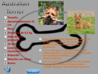 Descripción: Tiene Siempre esta alerta de
la situación y a pesar de ser un perro de
campo se adapta la vida familiar sin
problemas.
Salud: Esta raza no tiene problemas de
salud especificas. Las únicas enfermedades
son la Diabetes Mellitus y el
Criptorquidismo
Recomendaciones: Es una raza de carácter
fuerte, fácil de educar y tiene mucha
energía. Requiere de abundante ejercicio
Tamaño:
Aproximadamente 25
cm.
Peso:
Alrededor de 6,5 kg.
Años de vida
promedio:
10 años
Coste de
mantenimiento:
Reducido
Relación con niños:
Buena
 