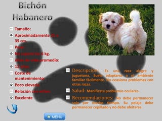 Descripción: Es una raza alegre y
juguetona, Suele adaptarse a el ambiente
familiar fácilmente. No ocasiona problemas con
otras razas.
Salud: Manifiesta problemas oculares.
Recomendaciones: No debe permanecer
solo por mucho tiempo. Su pelaje debe
permanecer cepillado y no debe afeitarse.
Tamaño:
Aproximadamente 25 a
35 cm.
Peso:
No supera los 6 kg.
Años de vida promedio:
12 años
Coste de
mantenimiento:
Poco elevado
Relación con niños:
Excelente
 