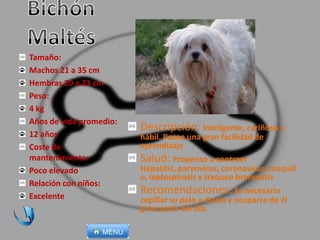 Descripción: Inteligente, cariñoso y
hábil. Posee una gran facilidad de
aprendizaje
Salud: Propenso a contraer
Hepatitis, parvovirus, coronavirus, moquill
o, leptospirosis y traqueo bronquitis
Recomendaciones: Es necesario
cepillar su pelo a diario y ocuparse de él
gran parte del día.
Tamaño:
Machos 21 a 35 cm
Hembras 20 a 23 cm
Peso:
4 kg
Años de vida promedio:
12 años
Coste de
mantenimiento:
Poco elevado
Relación con niños:
Excelente
 