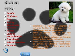 Descripción: Es juguetón y adaptable al
ambiente familiar. Disfruta jugar con los
niños siempre que sea bien tratado.
Salud: En general, suele ser una raza
sana, pero se han detectado casos de
luxación de rótula y epilepsia. Las hembras
pueden padecer cálculos en la vejiga.
Recomendaciones: No requiere largas dosis
de ejercicio. Es altamente recomendable
cepillar su pelaje a diario para evitar
problemas de piel.
Tamaño:
23 a 30 cm.
Peso:
3 a 6 kg.
Años de vida
promedio:
18 años
Coste de
mantenimiento:
Poco elevado
Relación con niños:
Excelente
 
