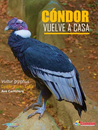 CÓNDOR
VUELVE A CASA
Vultur gryphus
Cordillera de los Andes
Ave Carroñera
 