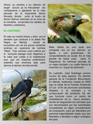 Ahora, su sombra y su silencio de
ángel oscuro ya no frecuentan los
ventisqueros o glaciares de lo más
elevado de la imponente Sierra
Nevada, donde, junto al busto de
Simón Bolívar colocado en la cima de
la montaña, encarnaba los ideales de
libertad y soberanía.
EL CUSTODIO
El cielo se mostró limpio y claro por el
sendero que conduce a la aldea Rio
Negro, en Mérida, donde se
encuentra uno de los pocos cóndores
andinos en cautiverio de nombre
“Meta”. Tras caminar unos metros por
el tranquilo paisaje rural, llegamos a
la casa que cobija a la majestuosa
ave, que sin mayores preámbulos
extendió sus enormes alas para
darnos el abrazo de bienvenida.
.
Meta habita en una jaula que
comparte con un rey zamuro, un
águila y una guacamaya. Su
comportamiento es social. Es el más
grande de todos pues pesa 15
kilogramos. Su hermoso plumaje de
un negro azulado y su cuello blanco le
imprimen un toque de distinción.
Su custodio, José Subdiaga conoce
mucho de esta especie. Es director
general de la Fundación Biocontacto
en Mérida, institución creada en 2006
bajo la tutela de la Fiscalía Ambiental
23 con el fin de promover actividades
dirigidas a la ecología y la
conservación del ambiente. De ahí
que funcione como un centro de
rehabilitación de la fauna silvestre,
donde se resguardan los animales que
son decomisados por las autoridades
competentes en algún procedimiento
de incautación, para ser atendidos por
personal especializado hasta que son
liberados o llevados a algún zoológico
del país.
 