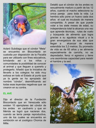 Aclaró Subdiaga que el cóndor “Meta”
se encuentra en Biocontacto en
custodia por disposición de la Fiscalía
para ser utilizarlo con fines educativos,
brindando así a los niños y
comunidades la posibilidad de conocer
al animal y que lleguen a quererlo y
protegerlo. Añadió que la Iniciativa de
llevarlo a los colegios ha sido muy
exitosa en todo el Estado al punto que
ya la gente se ha apropiado del
nombre “cóndor”, desmitificando así
todas esas leyendas negativas que se
crearon en su contra.
EL AVE
Dijo el director de la Fundación
Biocontacto que en Venezuela sólo
existen 10 ejemplares del cóndor de
los andes en cautiverio y que en
Mérida se logró que nacieran dos,
cuando se tenía pareja reproductiva,
uno de los cuales se encuentra en
exhibición en el zoológico Chorros de
Milla.
Detalló que el cóndor de los andes es
sexualmente maduro a partir de los 12
años, cuando el macho selecciona su
única pareja para toda la vida. La
hembra sólo pone un huevo cada dos
años el cual es incubado de manera
compartida. A pesar de que puede
volar a los siete meses de edad, su
independencia total la alcanza una vez
que aprende técnicas, rutas de vuelo
y búsqueda de alimento que logra
gracias a su agudeza visual y a la
gran envergadura de sus alas que
llegan a alcanzar de manera
extendida los 3,3 metros. Su promedio
de vida es de 65 años y se alimenta
especialmente de carroña, no es
depredador, feroz ni agresivo y tiene
una asombrosa capacidad para resistir
el hambre y la sed.
.
 