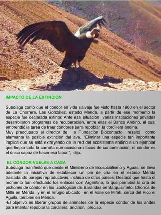 IMPACTO DE LA EXTINCIÓN
Subdiaga contó que el cóndor en vida salvaje fue visto hasta 1960 en el sector
de La Chorrera, Las González, estado Mérida, a partir de ese momento la
especie fue declarada extinta: Ante esa situación varias instituciones privadas
desarrollaron programas de recuperación, entre ellas el Banco Andino, el cual
emprendió la tarea de traer cóndores para repoblar la cordillera andina.
Muy preocupado el director de la Fundación Biocontacto resaltó como
alarmante la posible extinción del ave. “Eliminar una especie tan importante
implica que se está extrayendo de la red del ecosistema andino a un ejemplar
que limpia toda la carroña que ocasionan focos de contaminación, el cóndor es
el único capaz de hacer esa labor “, dijo.
EL CÓNDOR VUELVE A CASA
Subdiaga manifestó que desde el Ministerio de Ecosocialismo y Aguas, se lleva
adelante la iniciativa de establecer un pie de cría en el estado Mérida
trasladando parejas reproductivas, incluso de otros países. Destacó que hasta el
momento han efectuado los enlaces con Argentina, lo que permitirá la cría de
pichones de cóndor en los zoológicos de Bararidas en Barquisimeto, Chorros de
Milla en Mérida y en el refugio ubicado en el Valle de Mifafí, cerca del Pico el
Águila, también en Mérida.
-El objetivo es liberar grupos de animales de la especie cóndor de los andes
para intentar repoblar la cordillera andina”, precisó.
 