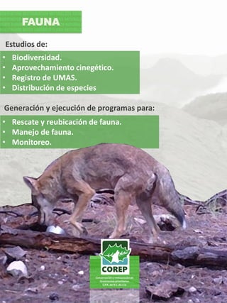 • Rescate y reubicación de fauna.
• Manejo de fauna.
• Monitoreo.
• Biodiversidad.
• Aprovechamiento cinegético.
• Registro de UMAS.
• Distribución de especies
FAUNA
Generación y ejecución de programas para:
Estudios de:
 