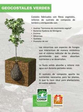 Costales fabricados con fibras vegetales,
rellenos de sustrato de composta de
lombriz y enriquecido con:
• Auxinas “hormonas de crecimiento vegetal”
• Bacterias fijadoras de Nitrógeno
• Enzimas
• Micorrizas
• Quelatos
• Promotor de raíz
GEOCOSTALES VERDES
Las micorrizas son especies de hongos
que interactúan de manera simbiótica
con el sistema radicular de las plantas,
permitiendo que estas absorban
nutrientes y se desarrollen.
La lluvia solida absorbe y retiene más
agua aun durante periodos secos.
El sustrato de composta aporta los
nutrientes necesarios para las plantas,
lo que lo hace ideal para plantaciones
en suelos pobres.
 