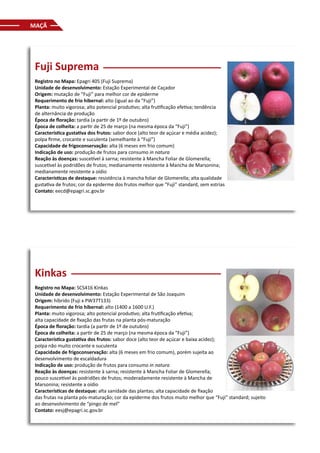 Fuji Suprema
Registro no Mapa: Epagri 405 (Fuji Suprema)
Unidade de desenvolvimento: Estação Experimental de Caçador
Origem: mutação de “Fuji” para melhor cor de epiderme
Requerimento de frio hibernal: alto (igual ao da “Fuji”)
Planta: muito vigorosa; alto potencial produtivo; alta frutificação efetiva; tendência
de alternância de produção
Época de floração: tardia (a partir de 1º de outubro)
Época de colheita: a partir de 25 de março (na mesma época da “Fuji”)
Característica gustativa dos frutos: sabor doce (alto teor de açúcar e média acidez);
polpa firme, crocante e suculenta (semelhante à “Fuji”)
Capacidade de frigoconservação: alta (6 meses em frio comum)
Indicação de uso: produção de frutos para consumo in natura
Reação às doenças: suscetível à sarna; resistente à Mancha Foliar de Glomerella;
suscetível às podridões de frutos; medianamente resistente à Mancha de Marsonina;
medianamente resistente a oídio
Características de destaque: resistência à mancha foliar de Glomerella; alta qualidade
gustativa de frutos; cor da epiderme dos frutos melhor que “Fuji” standard, sem estrias
Contato: eecd@epagri.sc.gov.br
Kinkas
Registro no Mapa: SCS416 Kinkas
Unidade de desenvolvimento: Estação Experimental de São Joaquim
Origem: híbrido (Fuji x PW37T133)
Requerimento de frio hibernal: alto (1400 a 1600 U.F.)
Planta: muito vigorosa; alto potencial produtivo; alta frutificação efetiva;
alta capacidade de fixação das frutas na planta pós-maturação
Época de floração: tardia (a partir de 1º de outubro)
Época de colheita: a partir de 25 de março (na mesma época da “Fuji”)
Característica gustativa dos frutos: sabor doce (alto teor de açúcar e baixa acidez);
polpa não muito crocante e suculenta
Capacidade de frigoconservação: alta (6 meses em frio comum), porém sujeita ao
desenvolvimento de escaldadura
Indicação de uso: produção de frutos para consumo in natura
Reação às doenças: resistente à sarna; resistente à Mancha Foliar de Glomerella;
pouco suscetível às podridões de frutos; moderadamente resistente à Mancha de
Marsonina; resistente a oídio
Características de destaque: alta sanidade das plantas; alta capacidade de fixação
das frutas na planta pós-maturação; cor da epiderme dos frutos muito melhor que “Fuji” standard; sujeito
ao desenvolvimento de “pingo de mel”
Contato: eesj@epagri.sc.gov.br
MAÇÃ
 