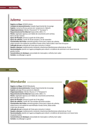Julema
Registro no Mapa: SCS418 Julema
Unidade de desenvolvimento: Estação Experimental de Urussanga
Espécie: nectarina (Prunus persica var. nucipersica (L.) Batsch)
Origem/parentesco: híbrido (“Ouromel 4” X “Sunraycer”)
Requerimento de frio hibernal: baixo (150 a 200 U. F.)
Planta: vegetação vigorosa com hábito de crescimento semi-vertical,
flores do tipo rosácea
Época de floração: precoce (a partir de 10 de julho)
Época de colheita: a partir de 20 de outubro a 15 de novembro
Característica dos frutos: tamanho grande e firme para a época de colheita,
polpa amarela com epiderme vermelha e fundo creme, baixa acidez e bom teor de açúcar
Indicação de uso: produção de frutas para consumo in natura
Reação a doenças: medianamente resistente a bacteriose (Xanthomonas arborícola pv. Pruni)
Recomendações: plantio em lugares protegidos para reduzir a incidência de acteriose e em locais livres de
geadas tardias
Características em destaque: precocidade de maturação e colheita; bom sabor
Contato: eeur@epagri.sc.gov.br
Mondardo
Registro no Mapa: SCS419 Mondardo
Unidade de desenvolvimento: Estação Experimental de Urussanga
Espécie: pêssego (Prunus persica (L.) Batsch)
Origem/parentesco: híbrido (“Aurora 1” X “Pampeano”)
Requerimento de frio hibernal: baixo (150 a 200 U. F.)
Planta: vegetação vigorosa com hábito de crescimento semivertical,
flores do tipo rosácea
Época de floração: precoce (a partir de 1º de julho)
Época de colheita: a partir de 5 de outubro até 30 de outubro
Característica dos frutos: tamanho grande e firme para a época de colheita,
polpa branca com epiderme avermelhada e fundo creme, baixa acidez
e bom teor de açúcar
Indicação de uso: produção de frutas para consumo in natura
Reação a doenças: medianamente resistente à bacteriose (Xanthomonas arborícola pv. Pruni)
Recomendações: plantio em lugares protegidos para reduzir a incidência de bacteriose e em locais livres
de geadas tardias
Características em destaque: precocidade de maturação e colheita; bom sabor
Contato: eeur@epagri.sc.gov.br
NECTARINA
PÊSSEGO
 