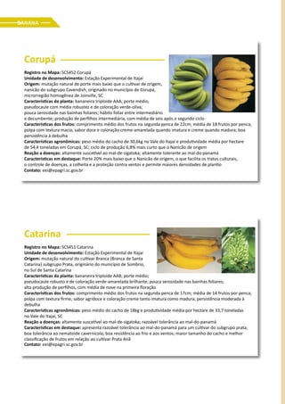 Corupá
Registro no Mapa: SCS452 Corupá
Unidade de desenvolvimento: Estação Experimental de Itajaí
Origem: mutação natural de porte mais baixo que o cultivar de origem,
nanicão do subgrupo Cavendish, originado no município de Corupá,
microrregião homogênea de Joinville, SC
Características da planta: bananeira triploide AAA; porte médio;
pseudocaule com média robustez e de coloração verde-oliva;
pouca serosidade nas bainhas foliares; hábito foliar entre intermediário
e decumbente; produção de perfilhos intermediária, com média de seis após o segundo ciclo
Características dos frutos: comprimento médio dos frutos na segunda penca de 22cm; média de 18 frutos por penca;
polpa com textura macia, sabor doce e coloração creme-amarelada quando imatura e creme quando madura; boa
persistência à debulha
Características agronômicas: peso médio do cacho de 30,6kg no Vale do Itajaí e produtividade média por hectare
de 54,4 toneladas em Corupá, SC; ciclo de produção 6,8% mais curto que o Nanicão de origem
Reação a doenças: altamente suscetível ao mal-de-sigatoka; altamente tolerante ao mal-do-panamá
Características em destaque: Porte 20% mais baixo que o Nanicão de origem, o que facilita os tratos culturais,
o controle de doenças, a colheita e a proteção contra ventos e permite maiores densidades de plantio
Contato: eei@epagri.sc.gov.br
Catarina
Registro no Mapa: SCS451 Catarina
Unidade de desenvolvimento: Estação Experimental de Itajaí
Origem: mutação natural do cultivar Branca (Branca de Santa
Catarina) subgrupo Prata, originário do município de Sombrio,
no Sul de Santa Catarina
Características da planta: bananeira triploide AAB; porte médio;
pseudocaule robusto e de coloração verde-amarelada brilhante; pouca serosidade nas bainhas foliares;
alta produção de perfilhos, com média de nove na primeira floração
Características dos frutos: comprimento médio dos frutos na segunda penca de 17cm; média de 14 frutos por penca;
polpa com textura firme, sabor agridoce e coloração creme tanto imatura como madura; persistência moderada à
debulha
Características agronômicas: peso médio do cacho de 18kg e produtividade média por hectare de 33,7 toneladas
no Vale do Itajaí, SC
Reação a doenças: altamente suscetível ao mal-de-sigatoka; razoável tolerância ao mal-do-panamá
Características em destaque: apresenta razoável tolerância ao mal-do-panamá para um cultivar do subgrupo prata;
boa tolerância ao nematoide cavernícola; boa resistência ao frio e aos ventos; maior tamanho do cacho e melhor
classificação de frutos em relação ao cultivar Prata Anã
Contato: eei@epagri.sc.gov.br
BANANA
 